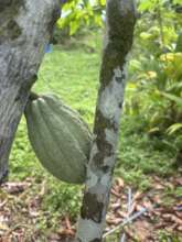 We grow thousands of cocoa trees