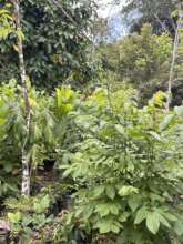 San Juan de Dios tree nursery looks fantastic