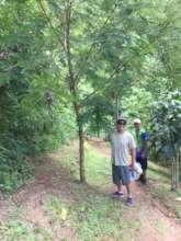 3 year old tree well managed with fair pay