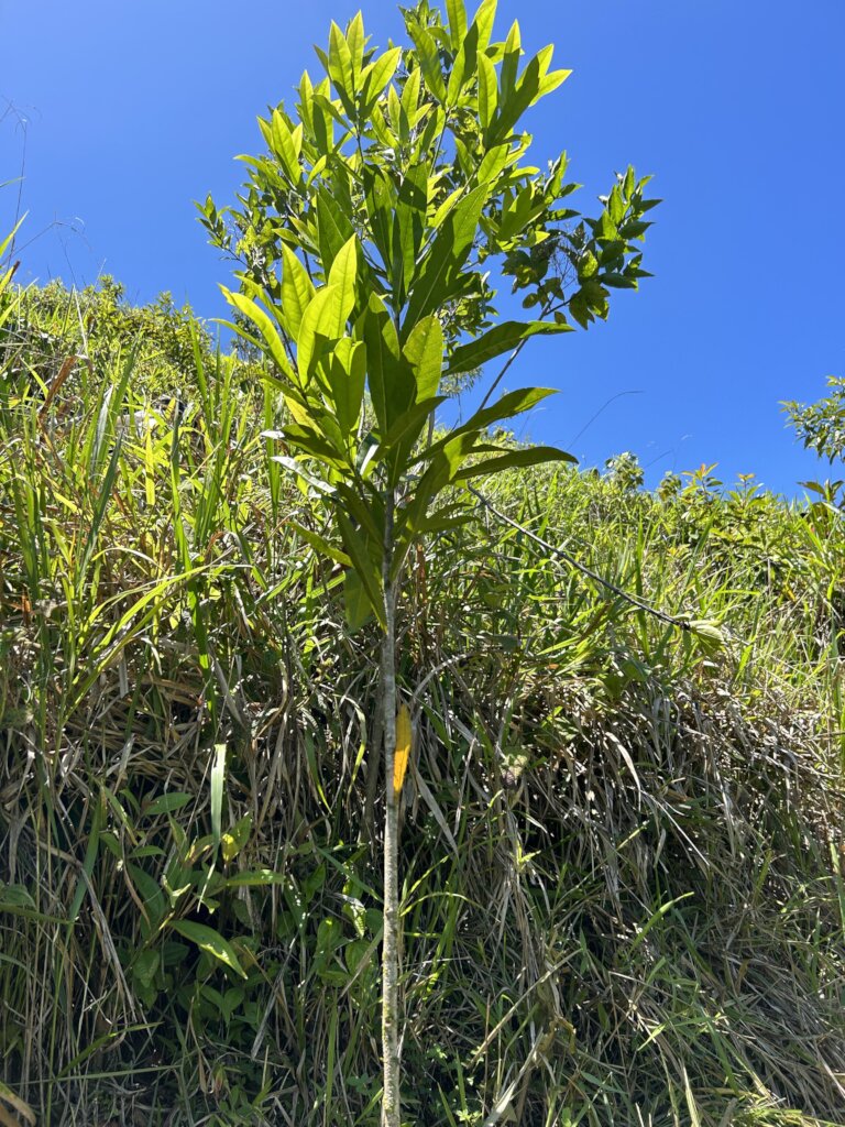 Just look at this 6 month old tree! YAY!