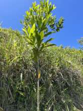 Just look at this 6 month old tree! YAY!