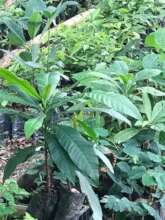 Healthy Baby Trees ready for planting