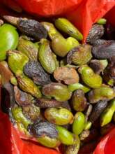 espabel seeds collected with Kelly Patton