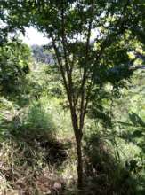 Look at the rainforest we have regrown together!