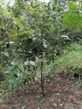 healthy 2 year old baby trees