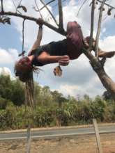BRIANNA CLIMBS A Tree to collect jacaranda seeds