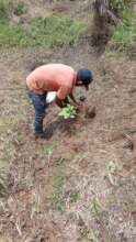 The last tree we planted this year 2025