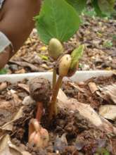 Guapinol seed germinating