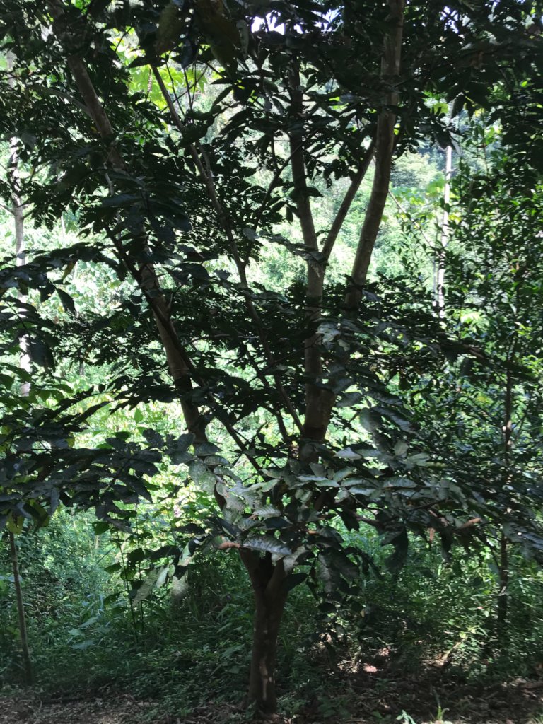 Plant 30,000 native trees Costa Rican owned farms