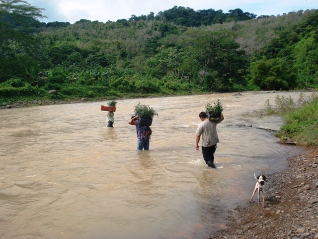 Plant 30,000 native trees Costa Rican owned farms