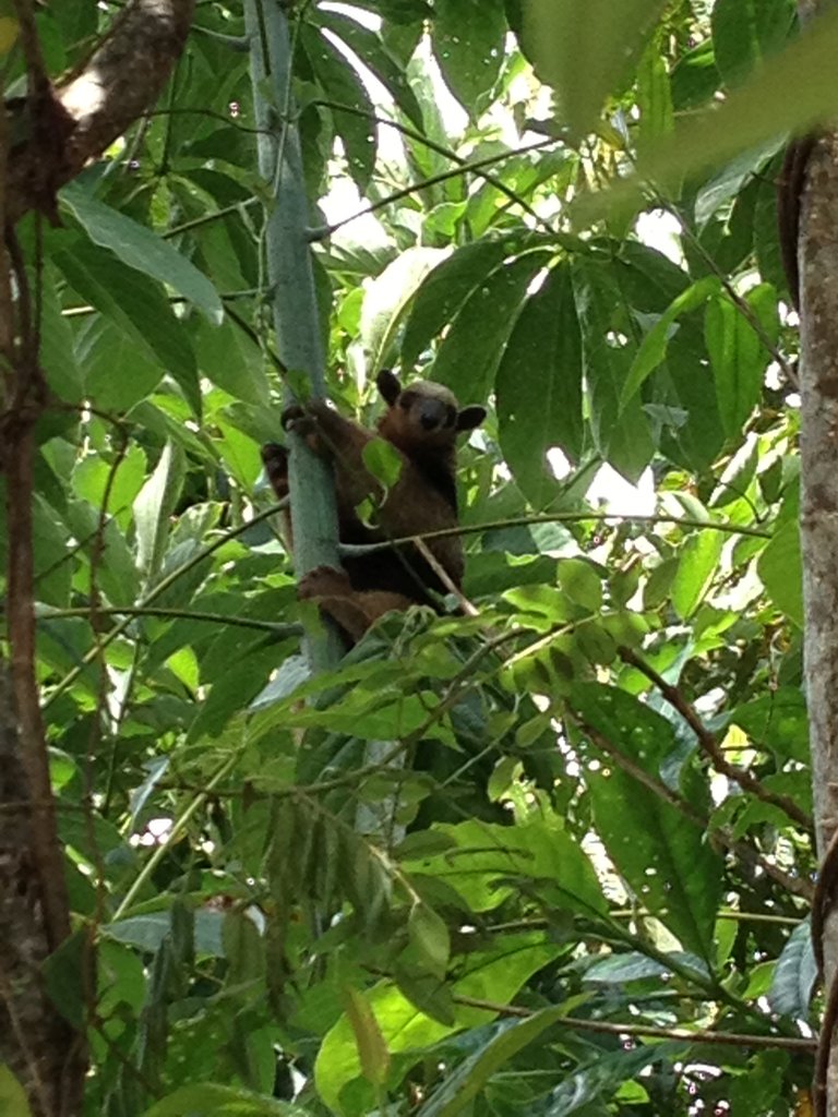 Anteater Living in 3 yr Ceiba Tree Planted by ACCT