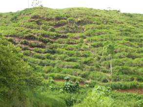 Year One 3200 Trees Planted 8 Acres Cattle Grass