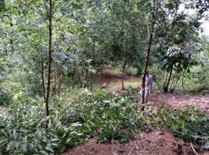 Pruning Trees makes them grow bigger
