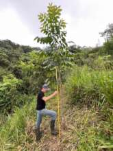 2 year old tree being measured
