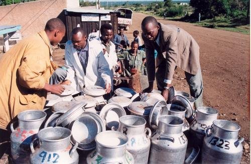 Help Kenyan Dairy Farmers Increase Their Income
