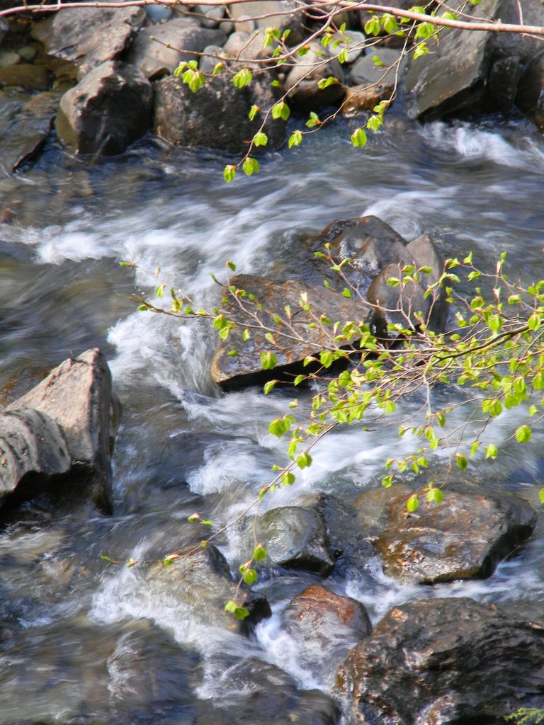 Global River Project - for the Children