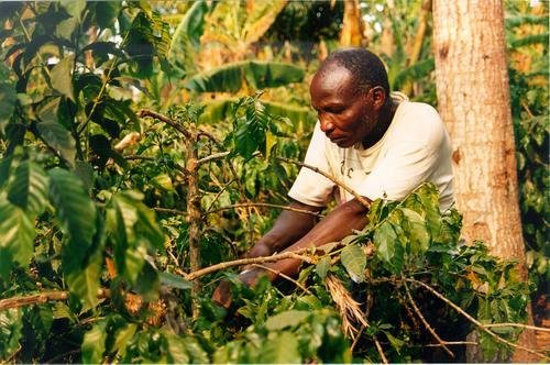 Support Smallholder Coffee Farmers in Tanzania