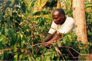 man picking coffee
