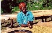 Support Smallholder Coffee Farmers in Tanzania