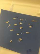 An assortment of bones from the pellets