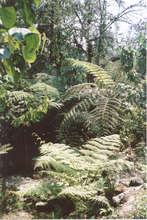 The high school is located in a remote rainforest