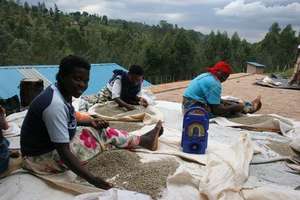 Farmers Sort Coffee Beans with Radio at Hand