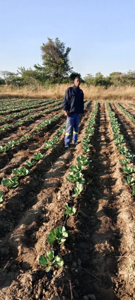 Cabbage!