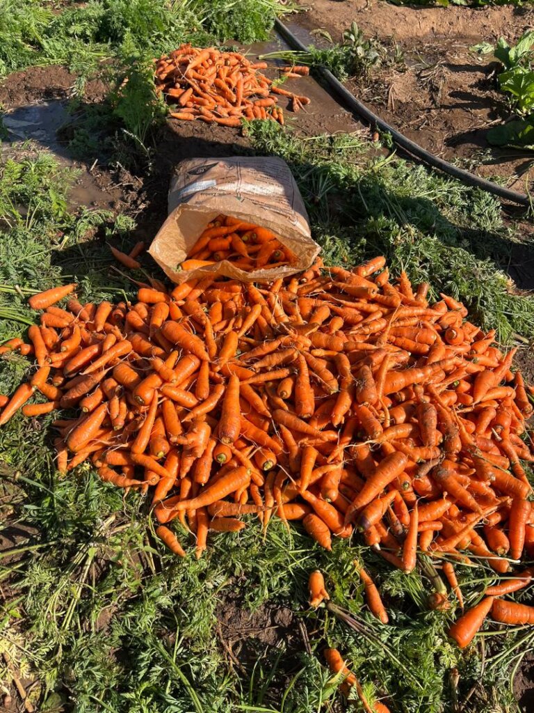 Carrots!