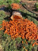 Carrots!