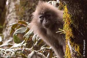 Kipunji monkeys close to extinction