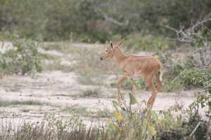 A rare sight! One of eight new Hirola