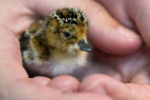 Hatchling in good hands (C) Paul Marshall