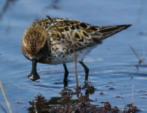 Adult Spoonie (C) Martin J McGill