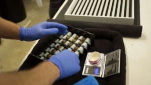 Caring for eggs in captivity (C) Sacha Dench