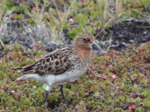 Tagged bird back at breeding grounds (C) WWT