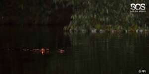 A brighter future for wild Siamese Crocodiles?