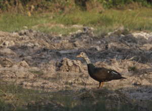 White-winged duck at baray