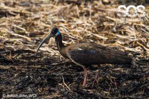 White-shouldered Ibis