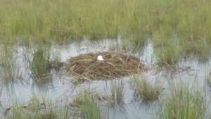 Sarus Crane nest - Ashish John for WCS