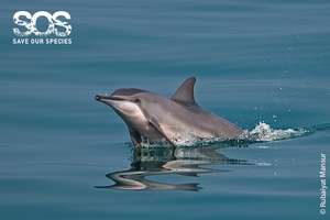 Protecting dolphins means engaging locals
