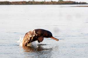 Ganges River Dolphin