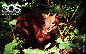 The Critically Endangered Saola of Vietnam + Laos