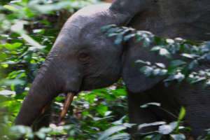 Forest Elephants also under poaching threat
