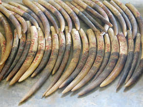 $190,000 of tusks intercepted by team