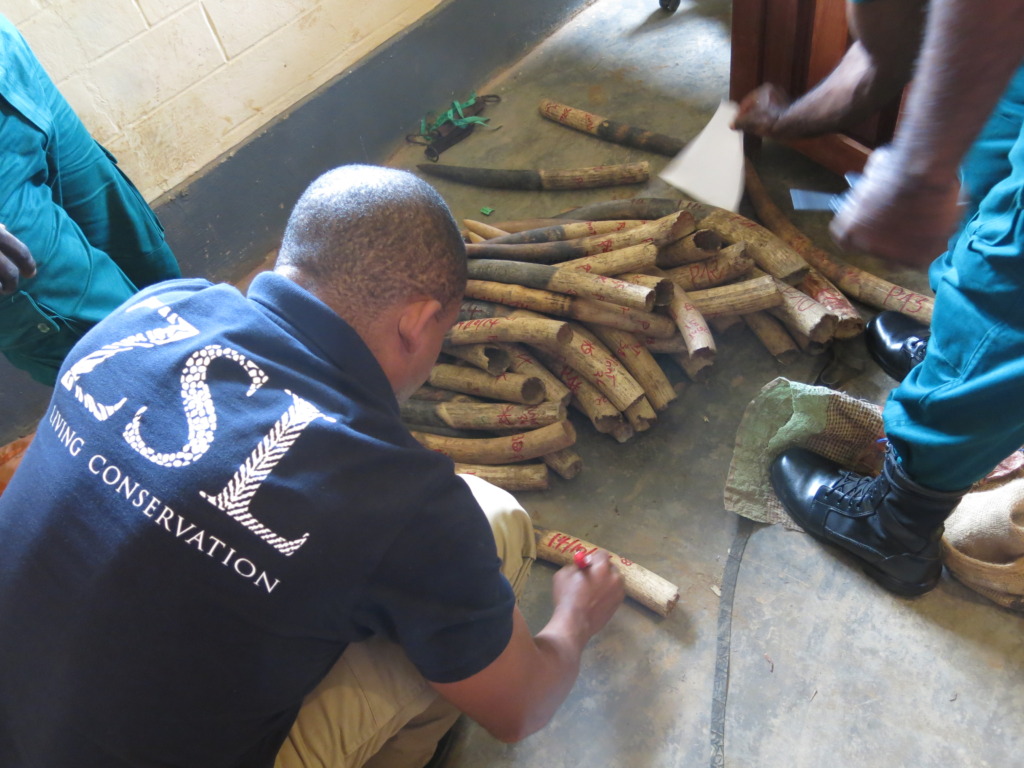 Ivory marking for tracability_Olivier Fankem_ZSL