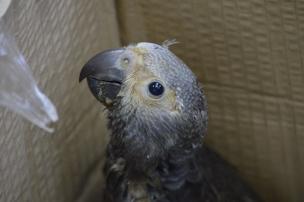 Team provided care for poached chick
