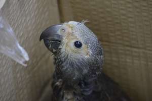 Team provided care for poached chick