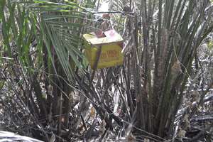 The chick re-appeared in a cardboard box