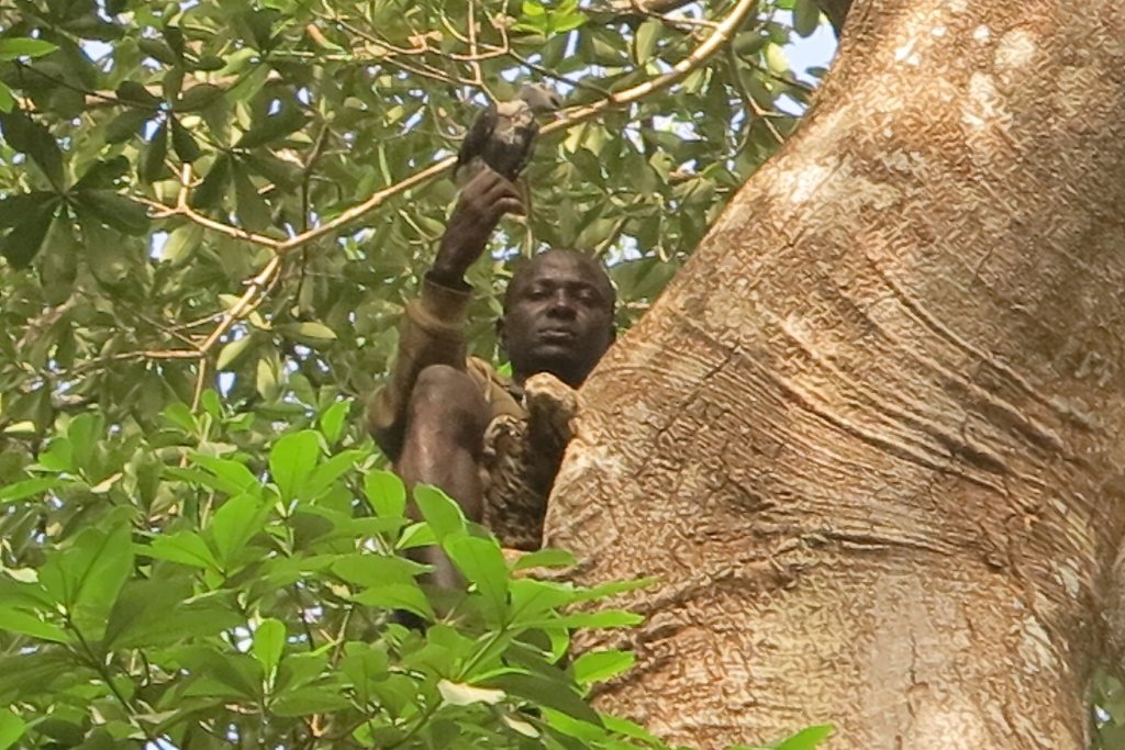 Seco Cardoso returns the chick to its nest