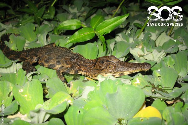 Juvenile Mecistops cataphractus